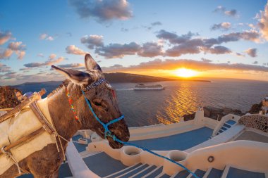 Santorini Adası ile eşek köyde Oia, Yunanistan
