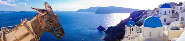 Isla de Santorini con burro en Oia village, Grecia — Foto de Stock