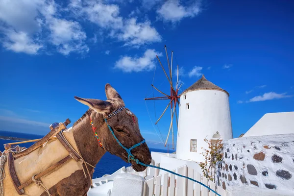 Île de Santorin avec âne dans le village d'Oia, Grèce — Photo