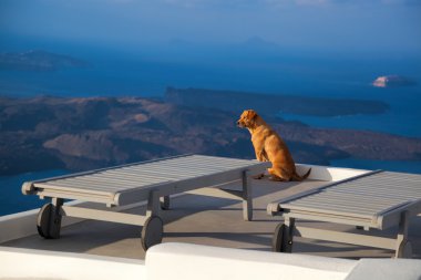 Günaydın caldera Yunanistan karşı yalnız köpekle üzerinde Santorini Adası