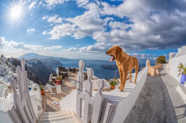 Duvardaki köpek, Yunanistan 'daki Santorini adası