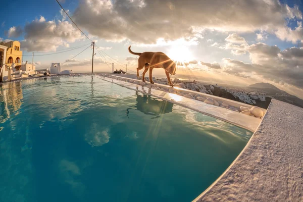 Cão na parede, ilha de Santorini na Grécia — Fotografia de Stock