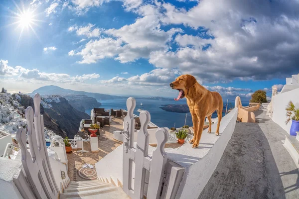 Пес на стіні (острів Санторіні, Греція). — стокове фото