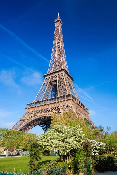 Eiffelturm mit Frühlingsbaum in Paris, Frankreich — Stockfoto