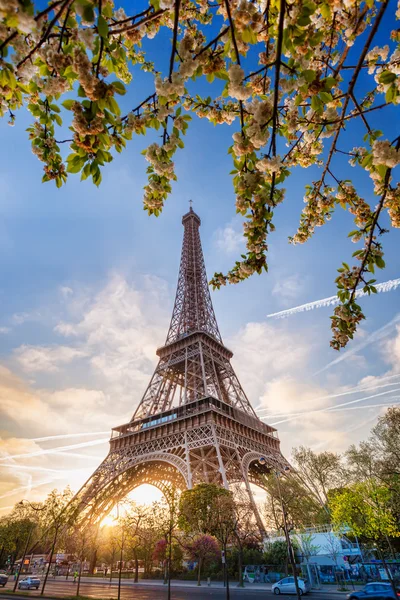 Эйфелева башня с весенним деревом в Париже, Франция — стоковое фото