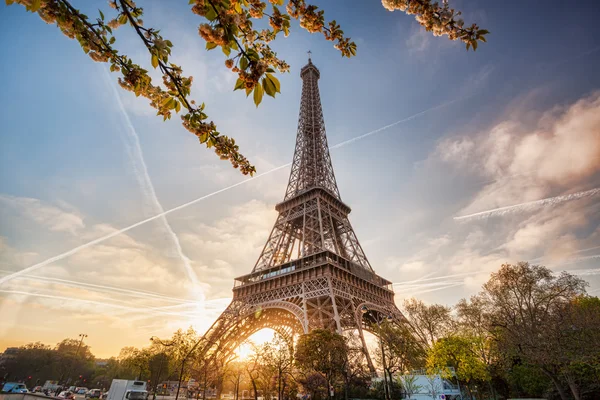 Πύργος του Άιφελ με το δέντρο της άνοιξης στο Παρίσι, Γαλλία — Φωτογραφία Αρχείου