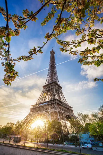 Torre Eiffel com árvore de primavera em Paris, França — Fotografia de Stock