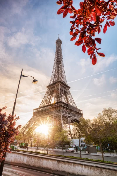 Eiffeltoren met lente boom in Parijs, Frankrijk — Stockfoto