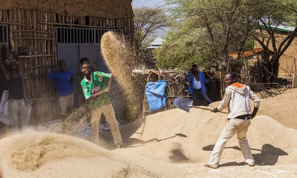 Men winnow crop with shovels on the wind. Weita. Omo Valley. Ethiopia. — Stock Photo, Image