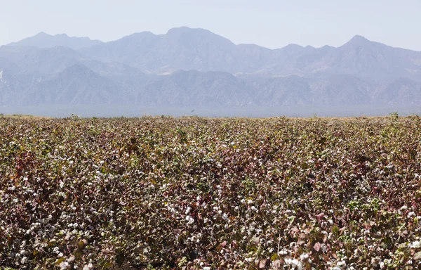 Campo de algodón cerca de Weita. Valle Omo. Etiopía . — Foto de Stock