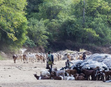 Hamar çobanlar onların sürü bir kuru dere yatağında ile.