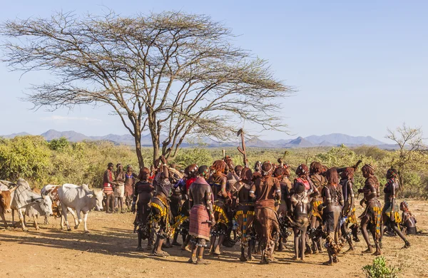 Groep van Hamar vrouwen dans bij bull jumping ceremonie. — Stockfoto