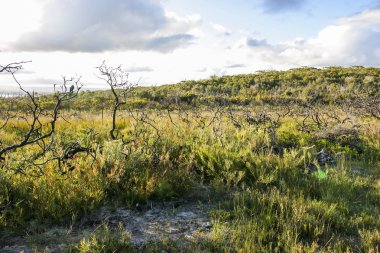 Yürüyüşü Booderee Milli Parkı'nda. Avustralya NSW.