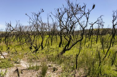 Orman yangını sonra manzara. Booderee Milli Parkı. Avustralya NSW.