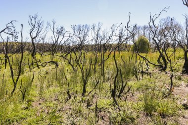 Orman yangını sonra manzara. Booderee Milli Parkı. Avustralya NSW.