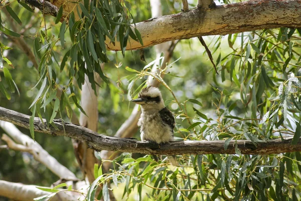 Kookaburra. Booderee National Park. NSW. Australia — Stock Photo, Image