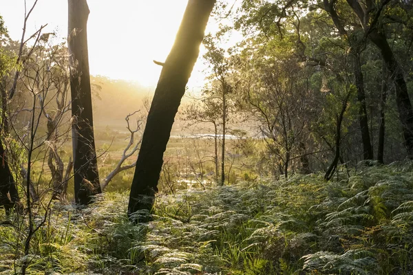 ブッシュウォー キング ブーダリー国立公園内。オーストラリア ニューサウス ウェールズ州。 — ストック写真