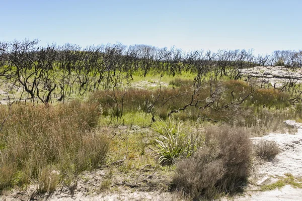 Landskap efter skogsbrand. Booderee National Park. Australien NSW. — Stockfoto