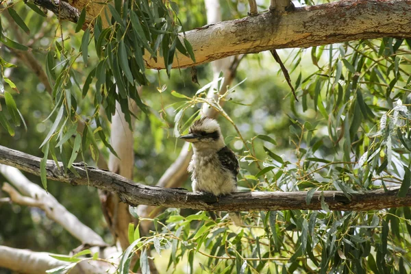 Kookaburra. Booderee εθνικό πάρκο. Αυστραλίας ΝΝΟ. Royalty Free Εικόνες Αρχείου