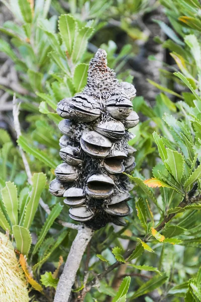 Banksia. Booderee εθνικό πάρκο. Αυστραλίας ΝΝΟ.. Royalty Free Εικόνες Αρχείου