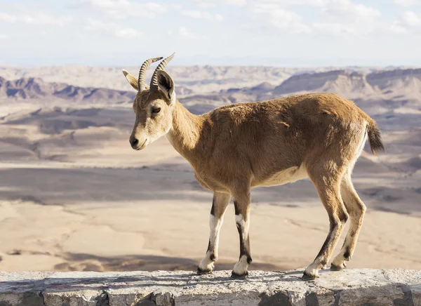 Nubian ibex (Capra Nubiana). Cratera Ramon. Deserto de Negev. Israel — Fotografia de Stock