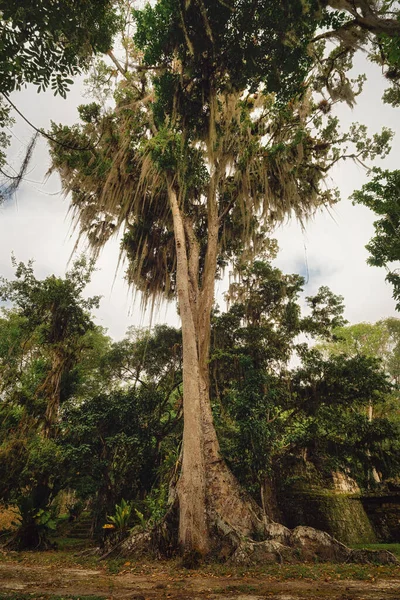 Дерево Джунглях Гватемалы Недалеко Тикаля После Обработки Использованием Экспозиции Кронштейн — стоковое фото