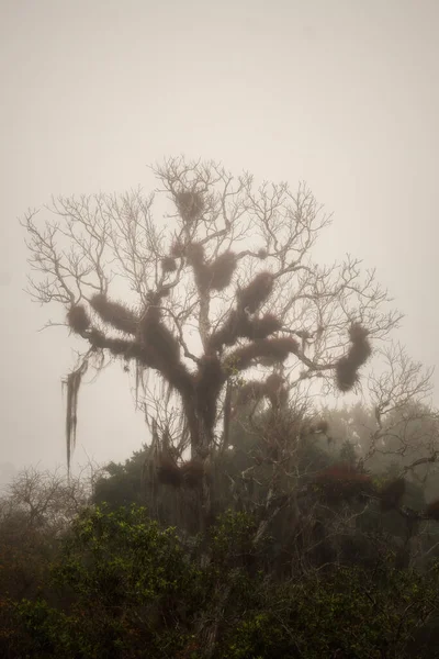 Strom Džungli Guatemala Tikal Zpracování Pomocí Expoziční Konzoly — Stock fotografie