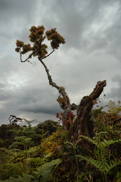 Baum Auf Der Insel Pico Auf Den Azoren Portugal Aufgenommen — Stockfoto