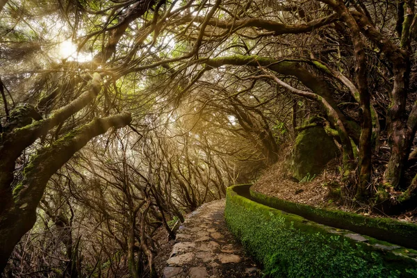Portekiz Madeira Adası Ndaki Ağaçların Arasından Geçen Işık Işınları Pozlama — Stok fotoğraf