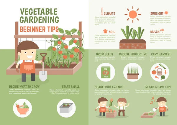 Infographic hoe om te groeien plantaardige Beginnerstips — Stockvector