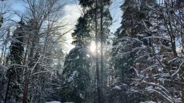 冬松森林,白雪覆盖着树枝,在阳光明媚的日子里,圣诞树长满了枝条.蓝天冬天被覆盖的冷杉树。冬季背景 — 图库视频影像