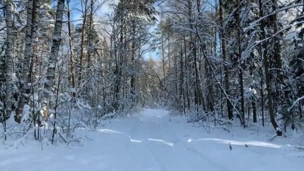 Téli fenyőerdő havas ágakkal Karácsonyfák a napsütés napján. Kék Égbolt. Téli napokon fedett fenyőfák. Téli háttér — Stock videók