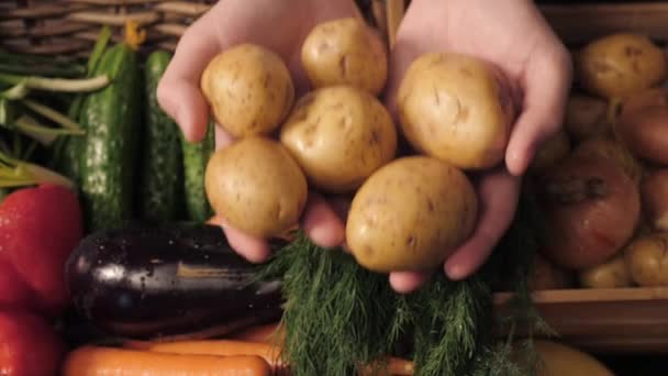 Økologiske grønnsaker. Bondehender med nyplukket poteter. Ferske organiske poteter. Markedet for frukt og grønnsaker – stockvideo