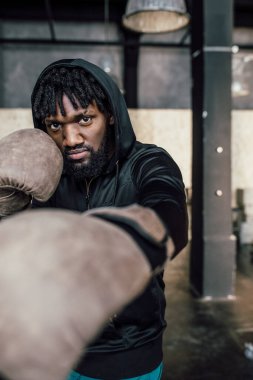 Siyah boksör. Kameraya yakın çekim yap.