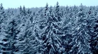 Kış ormanı Ağaçların tepesinde. Havadan.