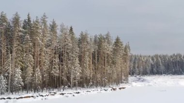 Karla kaplı köknar ve çam ağaçları. Göl. Hava görünümü.