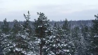 Kış ormanı Ağaçların tepesinde.