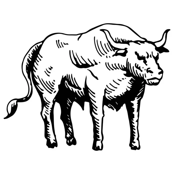 Illustration vectorielle. Croquis noir et blanc, isolé, sur fond blanc. Grand jeune taureau. La vache. Dessin à la main dans un style vintage. Viande, bœuf. Produits agricoles. — Image vectorielle