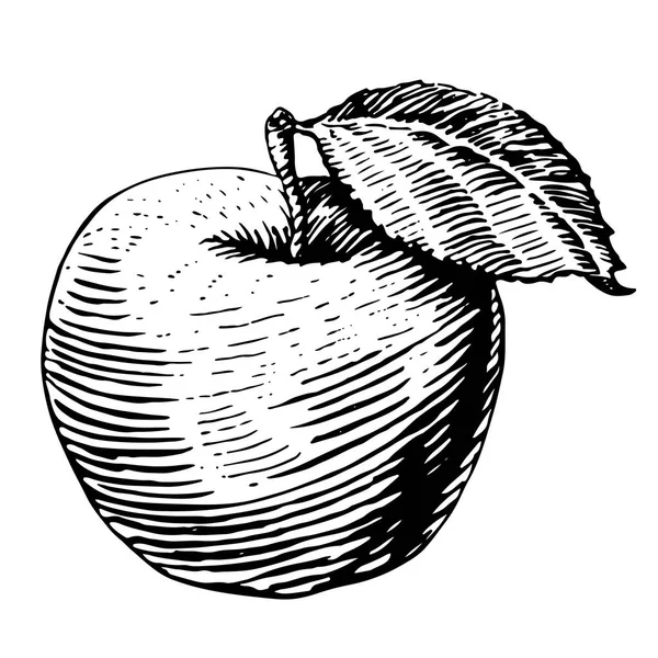 Pomme fraîche. Illustration vectorielle éco-alimentaire dessinée à la main. Dessin isolé sur fond blanc. — Image vectorielle