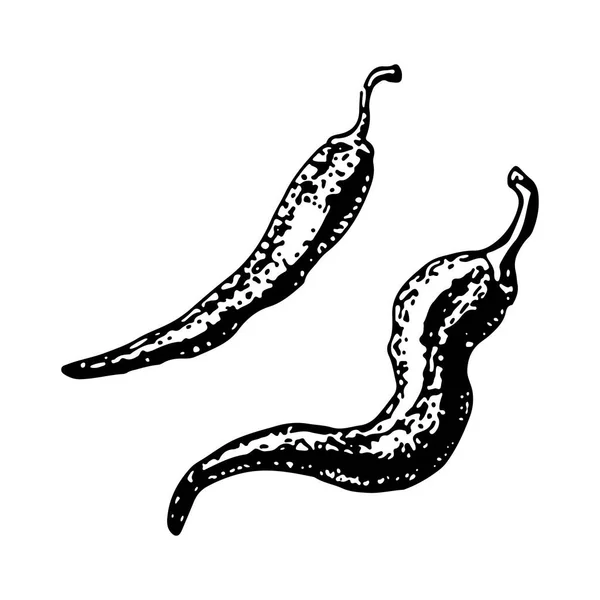 Boceto de pimienta picante. chile, ilustración vectorial de pimientos picantes — Archivo Imágenes Vectoriales