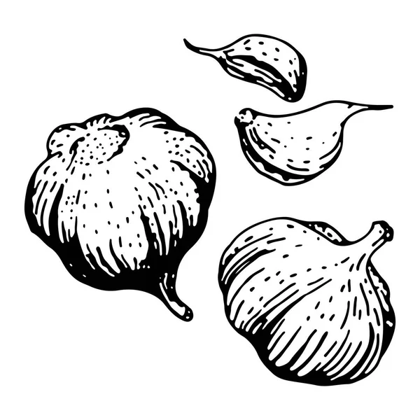 Vektor Ilustrasi Sketsa Bawang Putih Vektor Sayuran Kontur Monokrom Atas - Stok Vektor