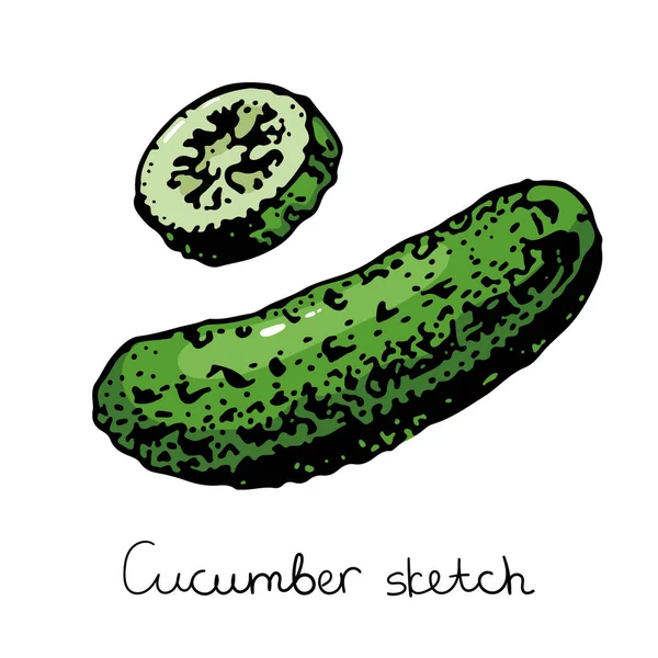 Fresh cucumber half and sliced vector illustration — Stock Vector