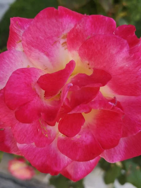 Närbild Blommande Huvudet Ros Med Fläckiga Rosa Kronblad Och Gul — Stockfoto