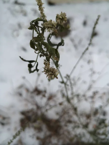 Λευκό Ξεθώριασμα Λουλούδι Πράσινα Φύλλα Λευκό Γκρι Φόντο Χιόνι — Φωτογραφία Αρχείου