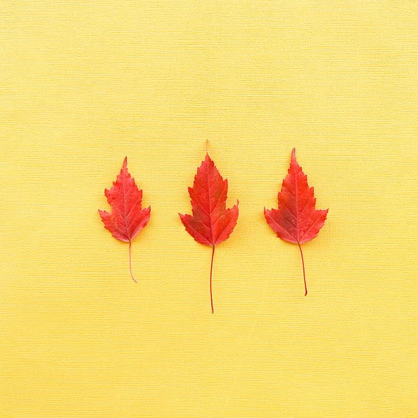 Hojas de otoño sobre un fondo de papel amarillo. Foto de alta calidad —  Fotos de Stock