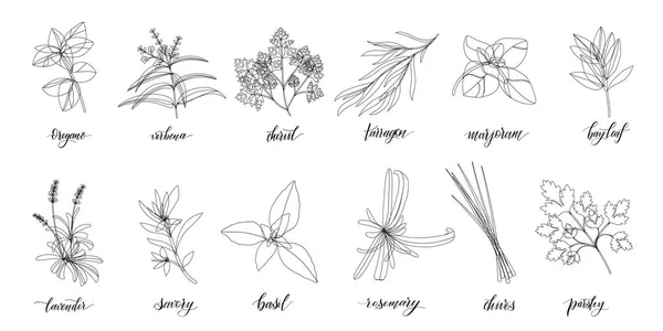 Herbes et épices grand ensemble. — Image vectorielle
