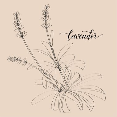 Bitkiler ve baharatlar..