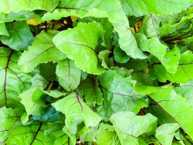 Pancar taze yapraklar makro desen