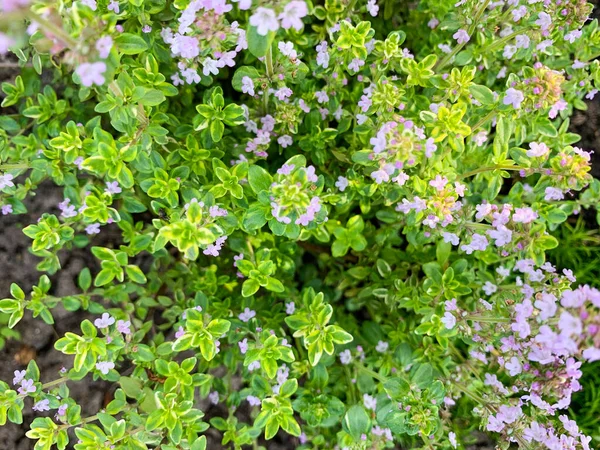 Thyme fresh leaves macro texture — Stock Photo, Image