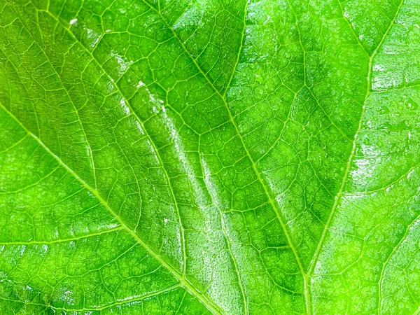 Макро-фон зеленых листьев — стоковое фото